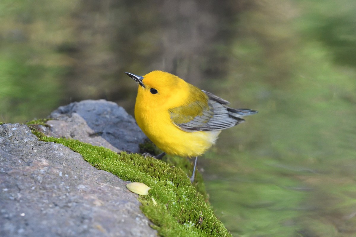 Prothonotary Warbler - ML450994451