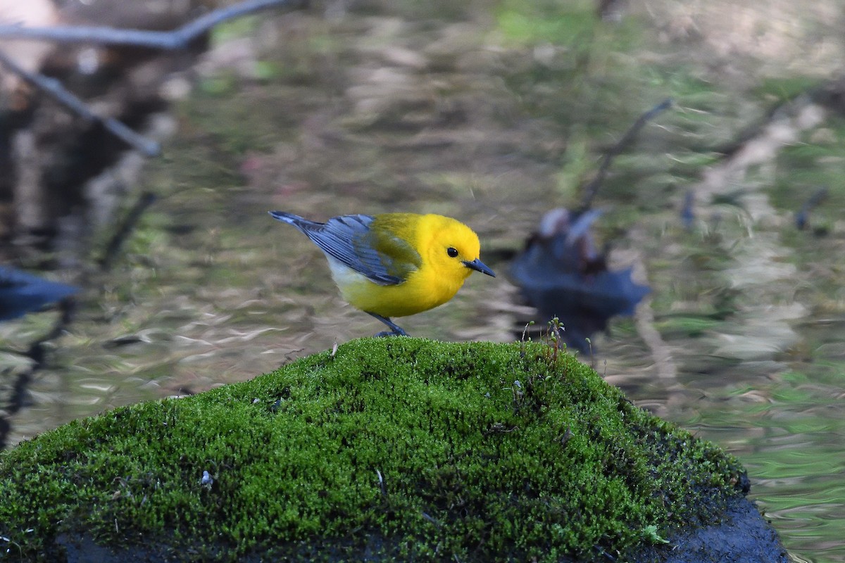 Prothonotary Warbler - ML450994501