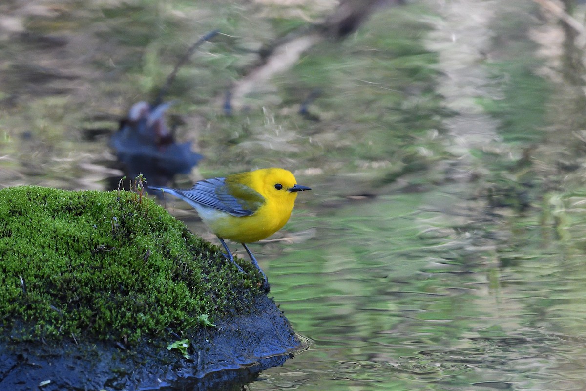 Prothonotary Warbler - ML450994521