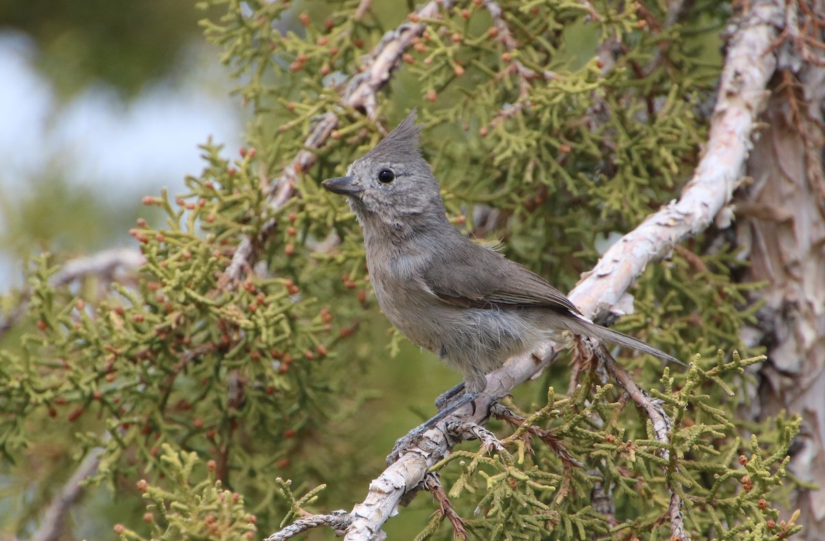 Juniper Titmouse - ML450994731