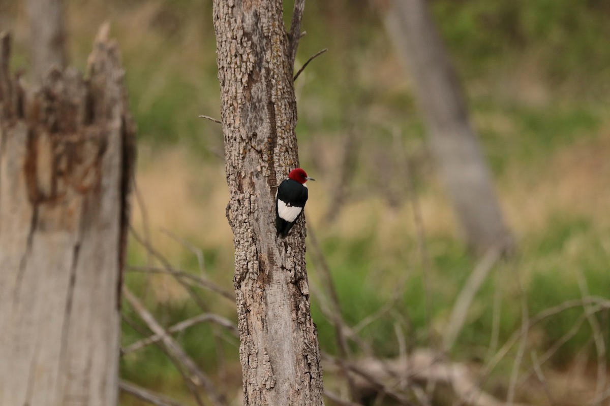 Red-headed Woodpecker - ML450994801