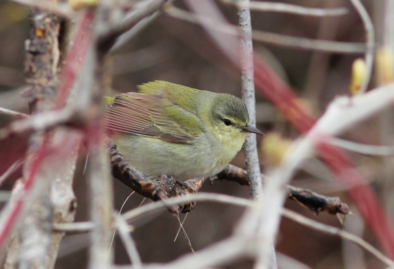 Tennessee Warbler - ML45099511