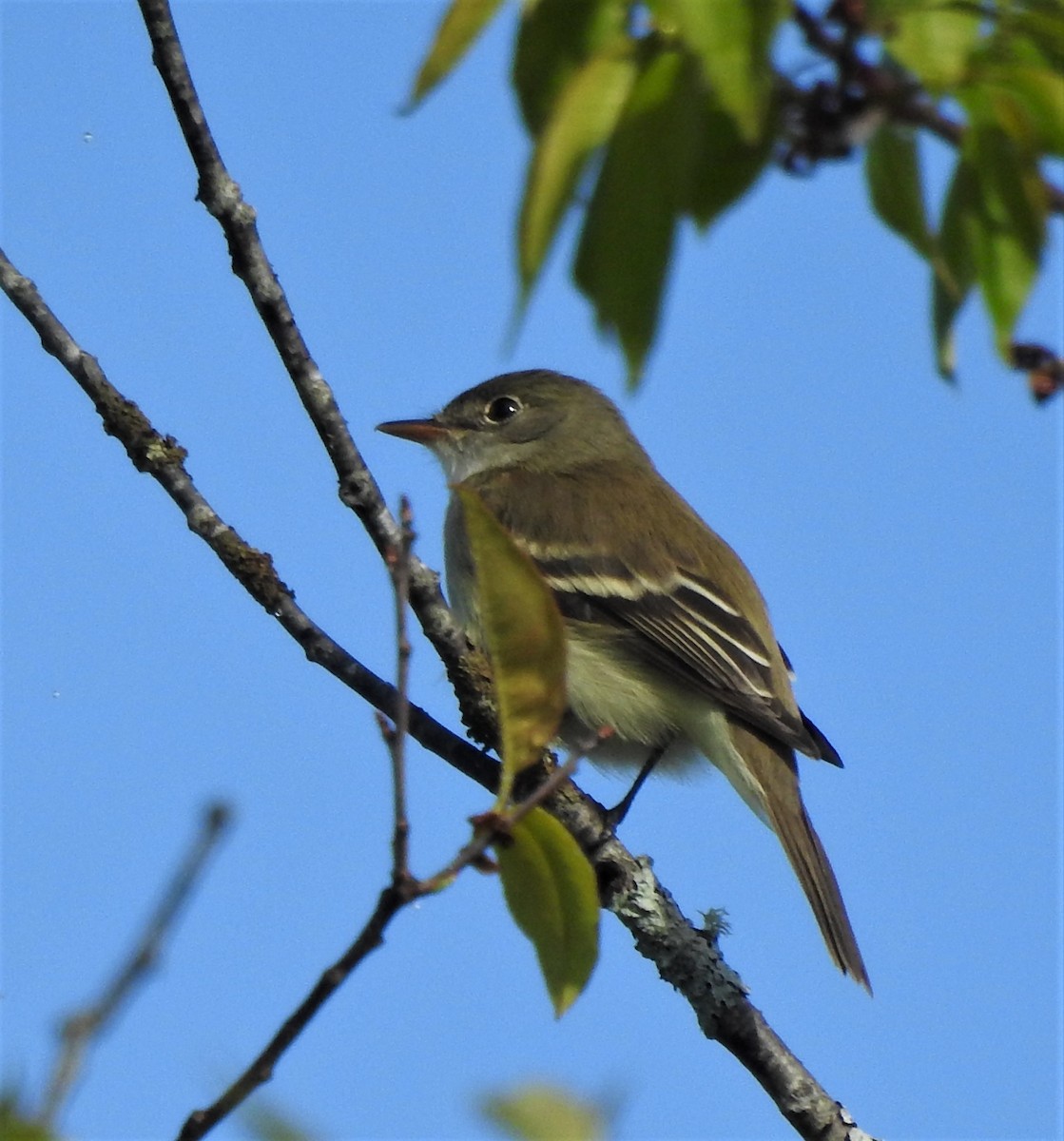 Alder Flycatcher - ML450995271