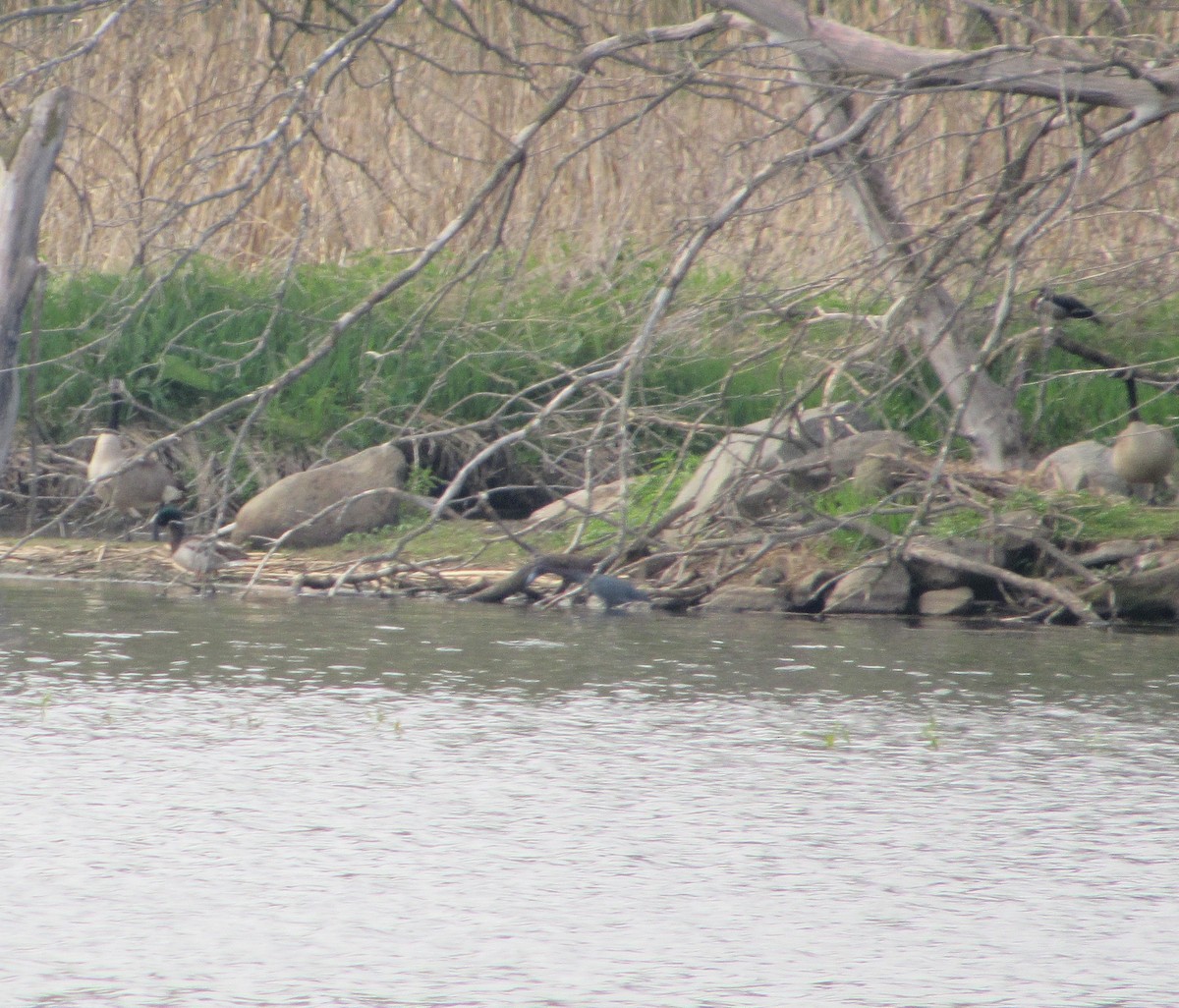 Little Blue Heron - ML450996781