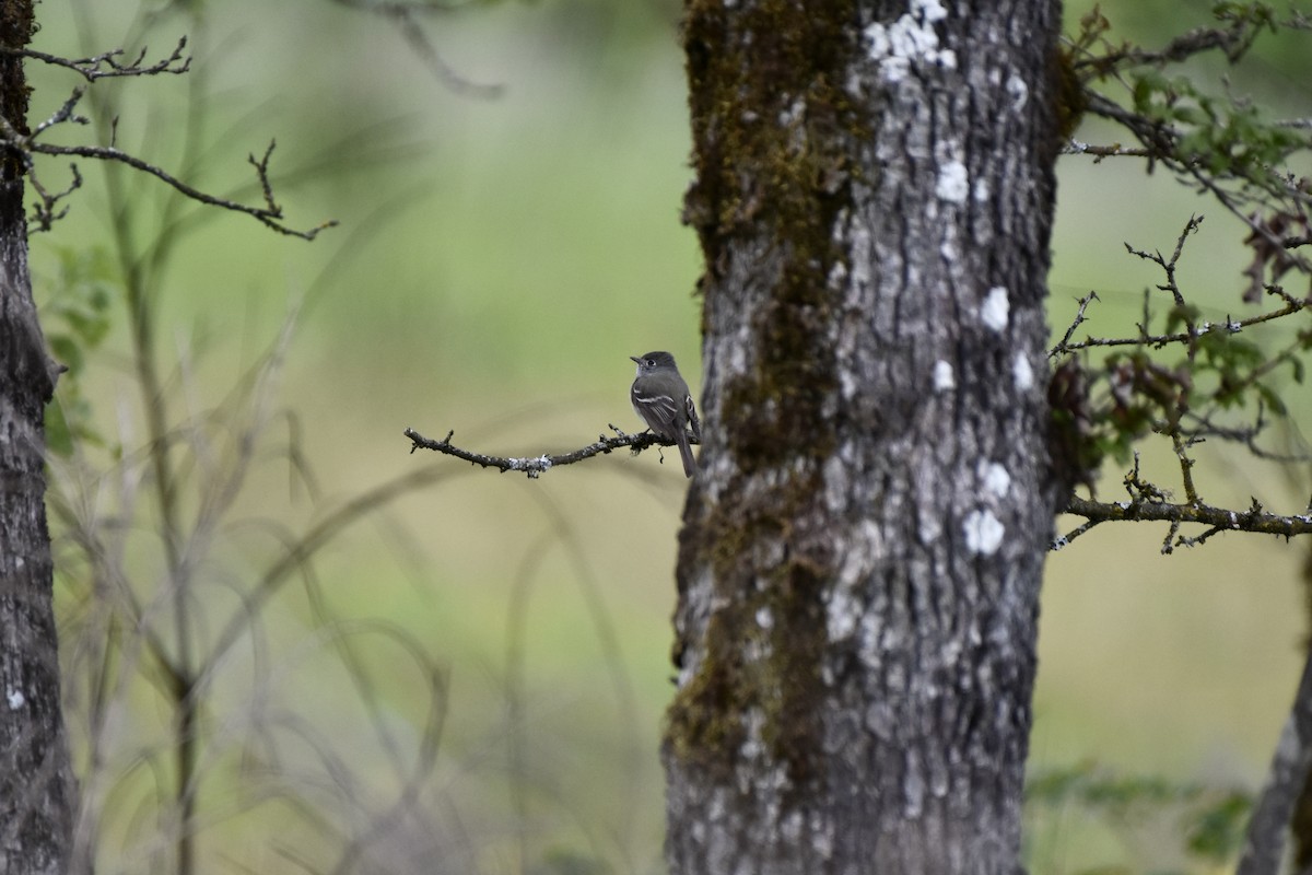 Hammond's Flycatcher - ML450998071