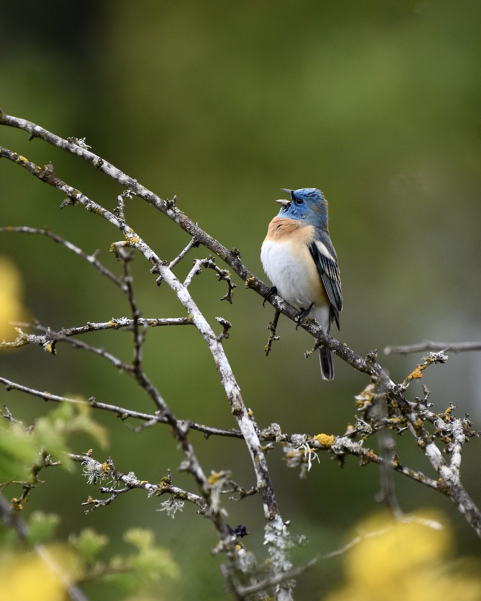 Lazuli Bunting - ML450998311