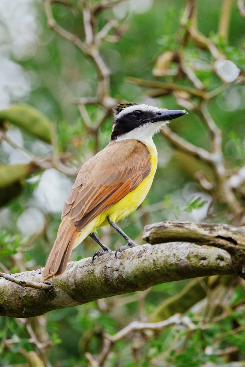 Great Kiskadee - ML450998821