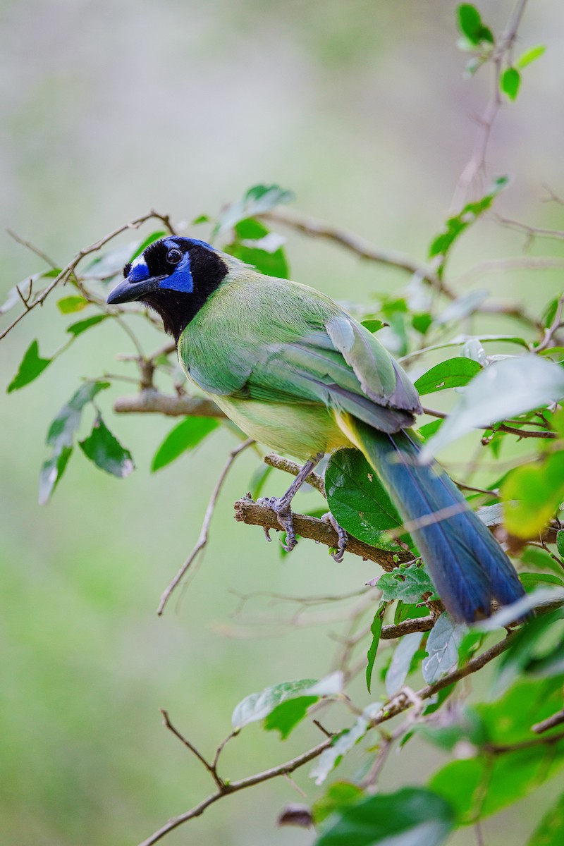 Green Jay - Mark Olsen