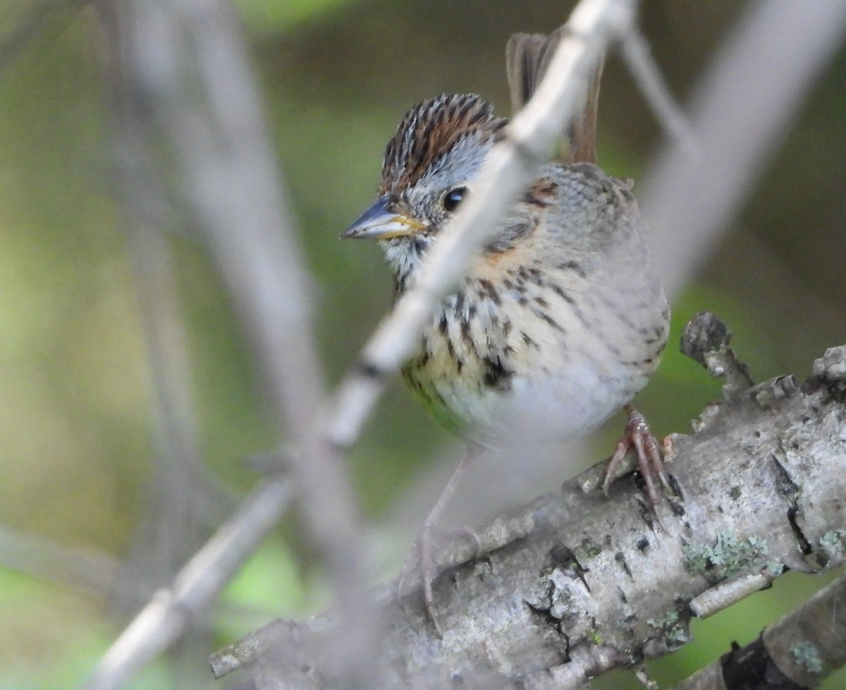strnadec pruhohlavý - ML450999301