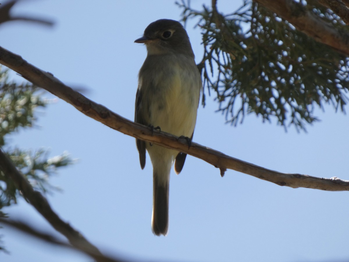 Mosquero sp. (Empidonax sp.) - ML451000041