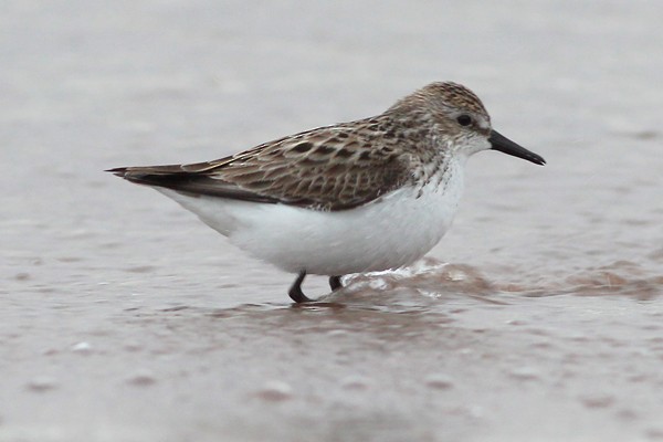 Semipalmated Sandpiper - Ted Keyel