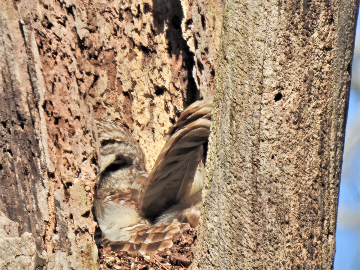 Barred Owl - Susan Brauning