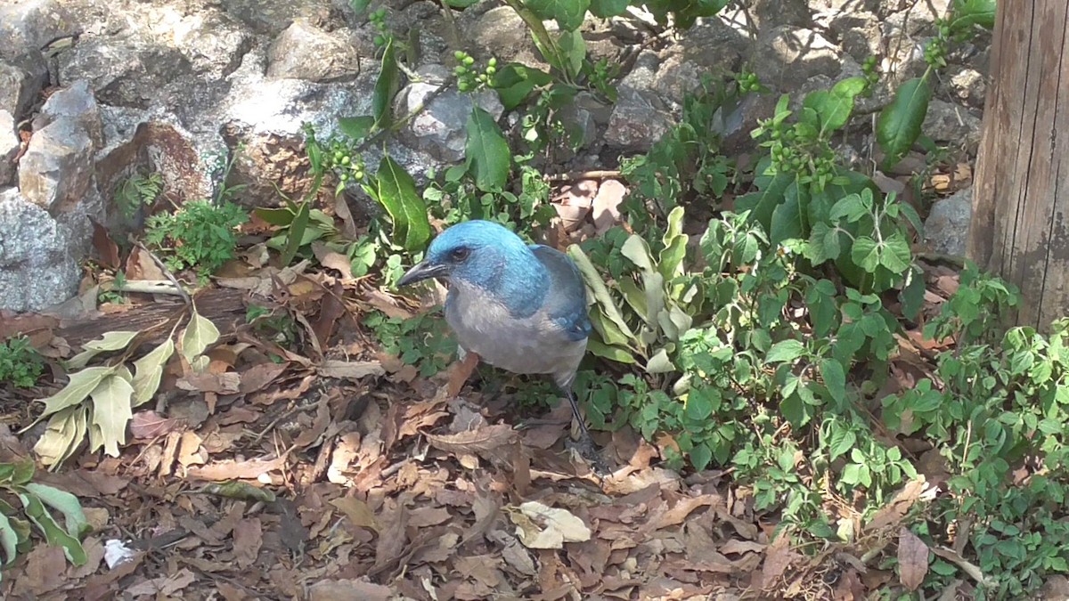 Mexican Jay - ML451001971