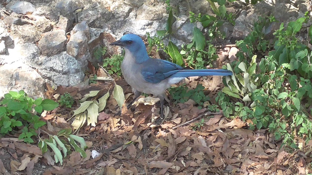 Mexican Jay - ML451002251