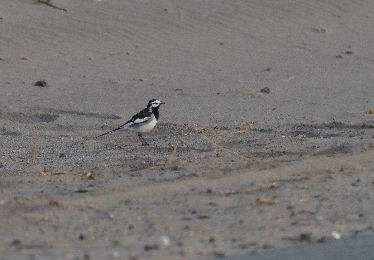 konipas bílý (ssp. lugens) - ML451002311