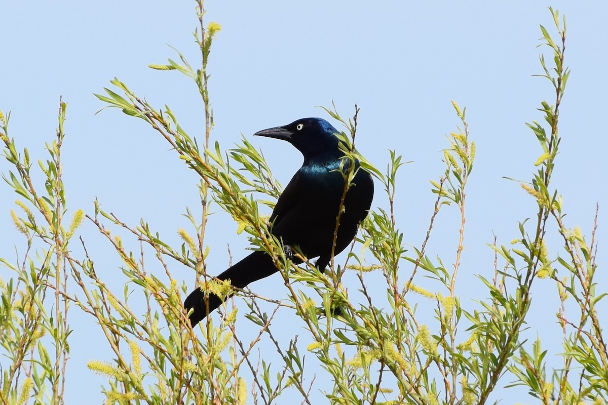 Common Grackle - ML451008181