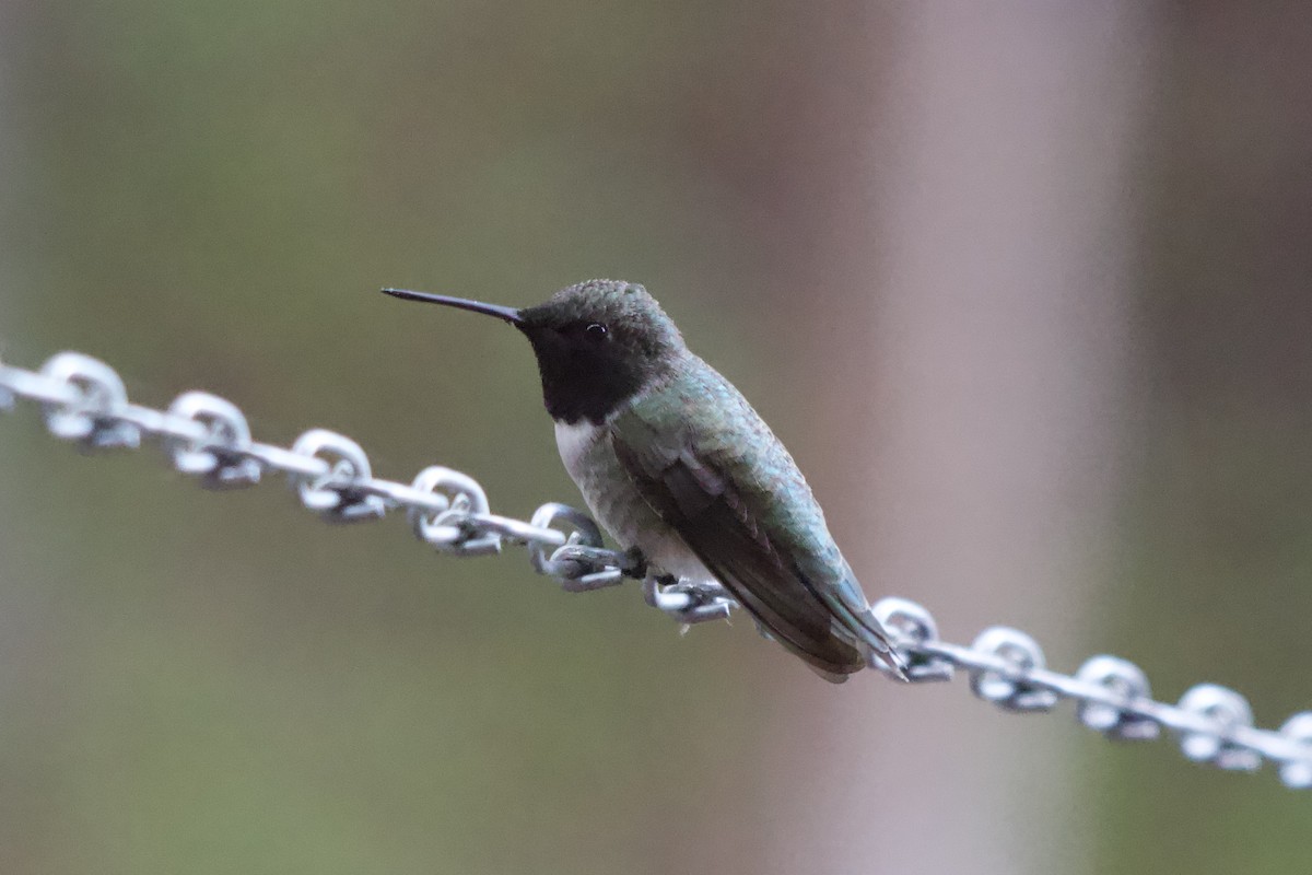 Black-chinned Hummingbird - ML451009541