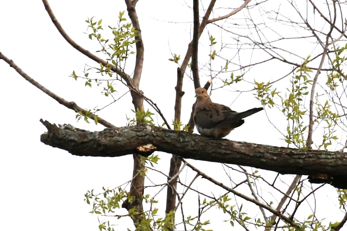 Mourning Dove - ML451010481