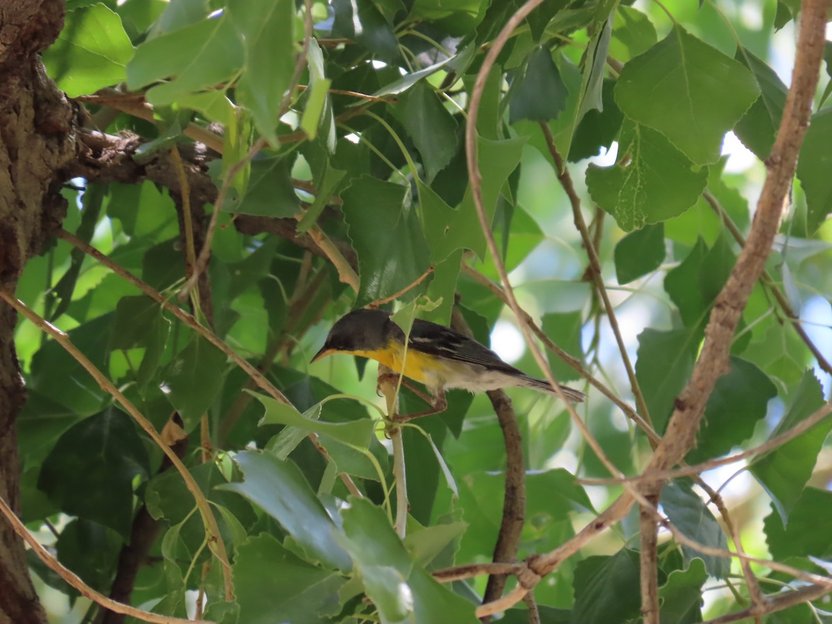 Tropical Parula - ML451010901