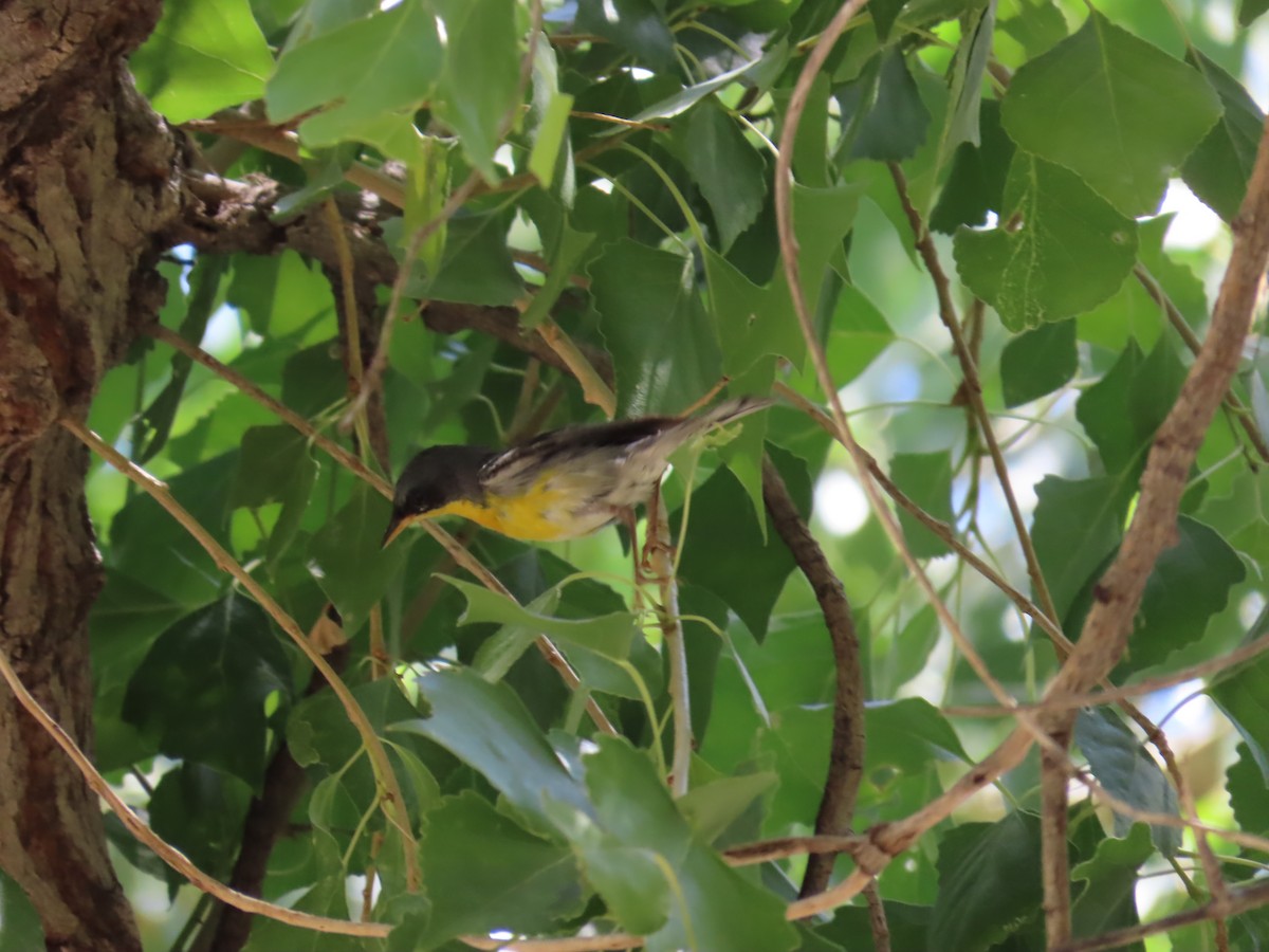 Tropical Parula - ML451010911