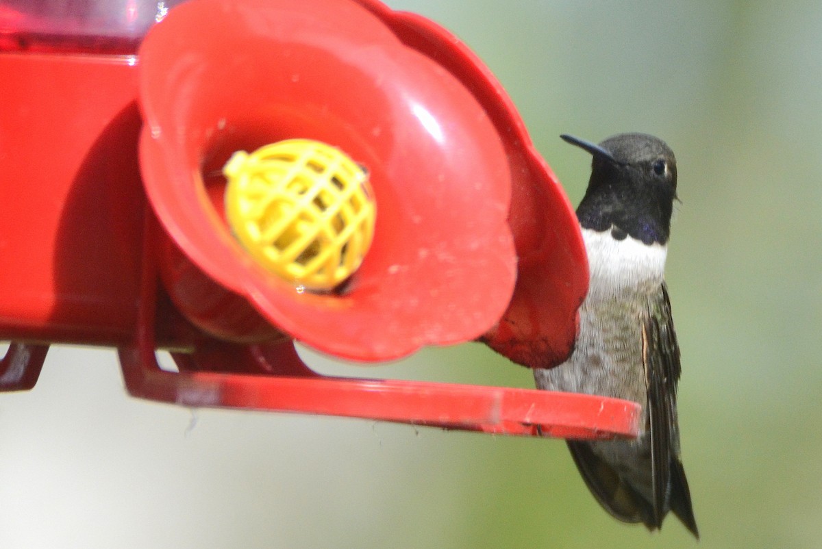 Black-chinned Hummingbird - Asher  Warkentin