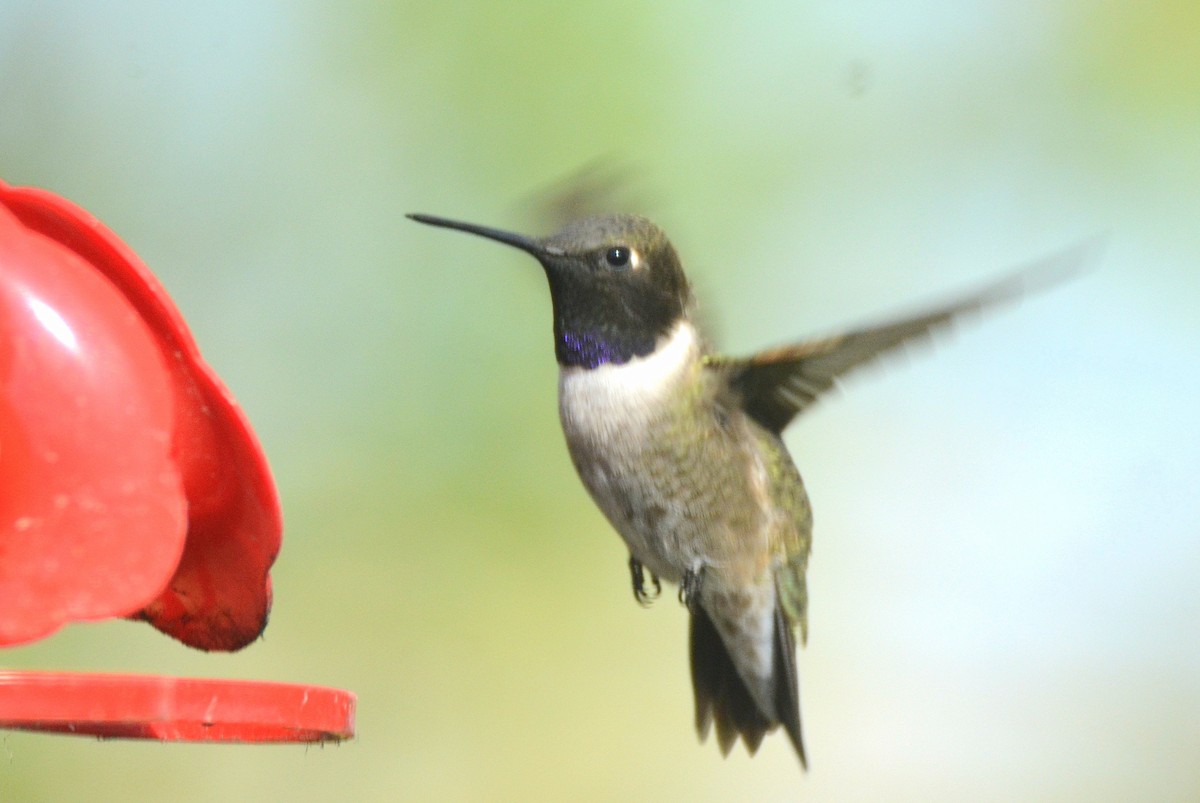 Black-chinned Hummingbird - Asher  Warkentin