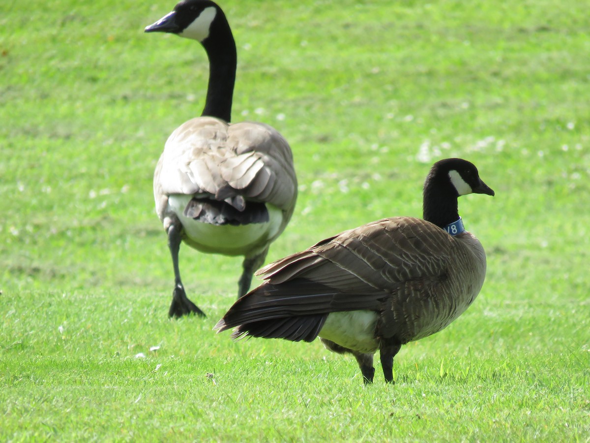 Cackling Goose (Aleutian) - ML451013271