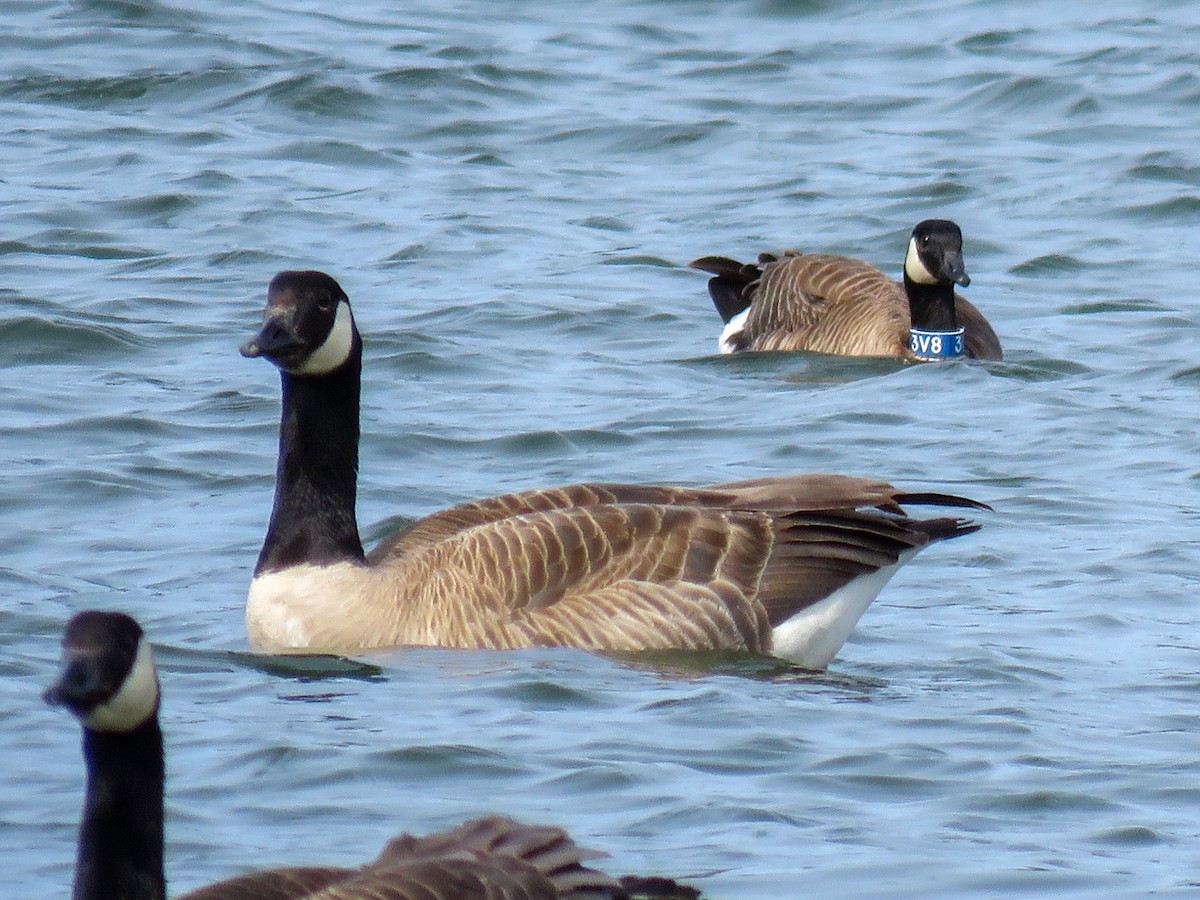 Cackling Goose (Aleutian) - ML451013311