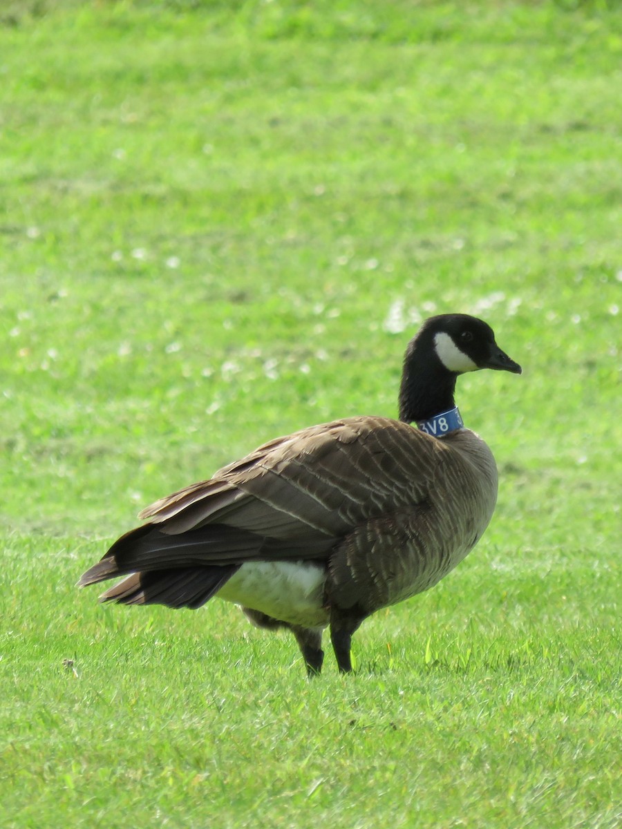 Cackling Goose (Aleutian) - ML451013321