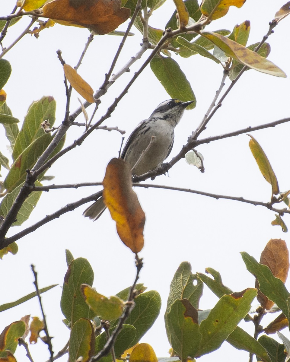 Black-throated Gray Warbler - ML451014321