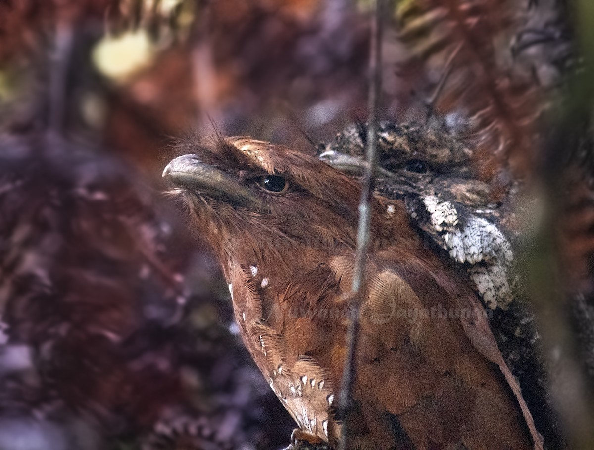 Sri Lanka Frogmouth - Nuwanga Jayathunga