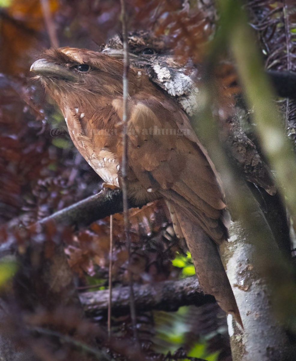 Sri Lanka Frogmouth - Nuwanga Jayathunga