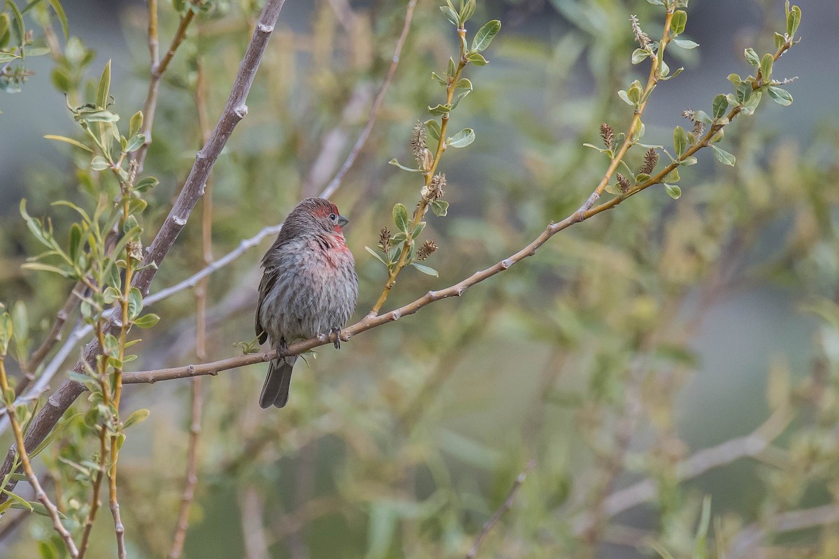 House Finch - ML451015761