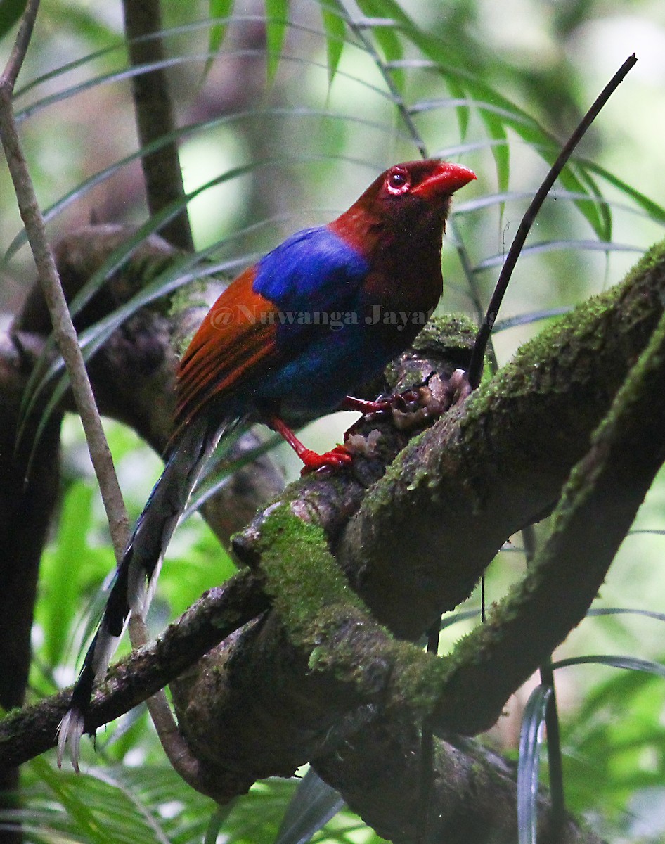 Sri Lanka Blue-Magpie - ML451016051