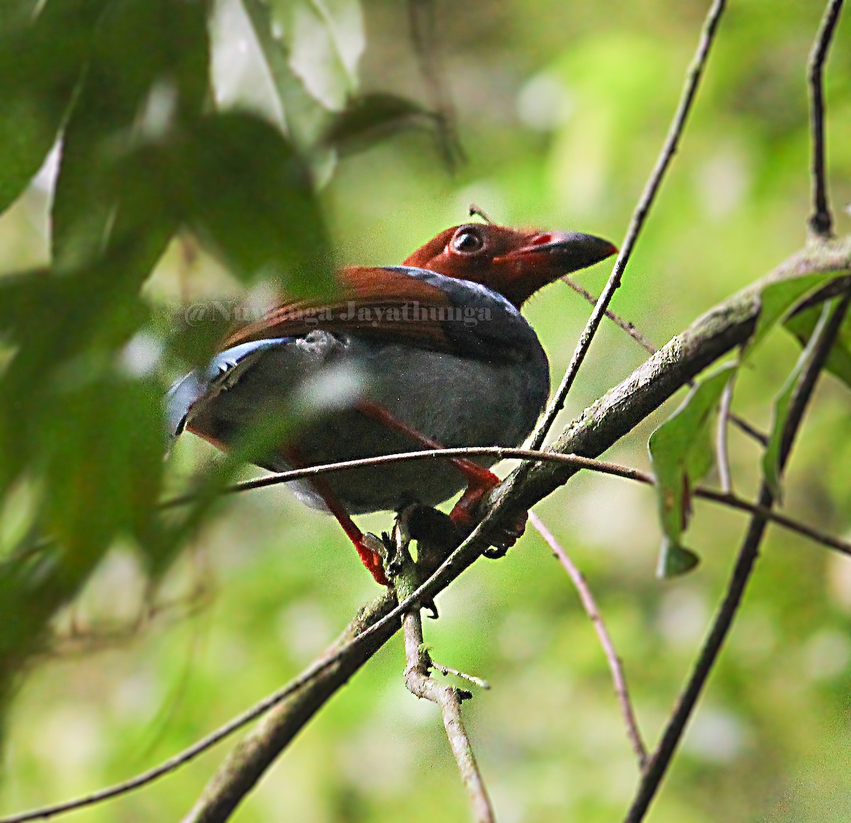 Sri Lanka Blue-Magpie - Nuwanga Jayathunga