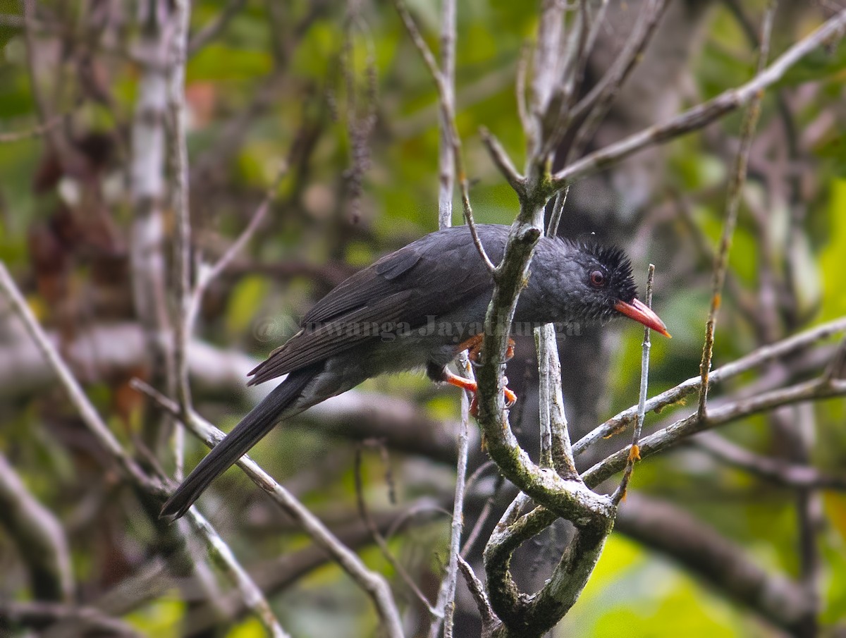 Square-tailed Bulbul - Nuwanga Jayathunga