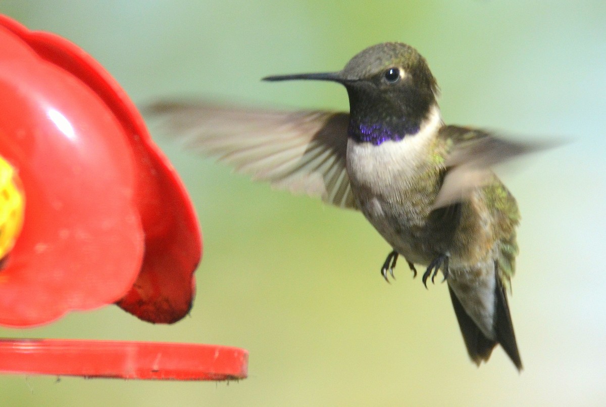 Black-chinned Hummingbird - Asher  Warkentin