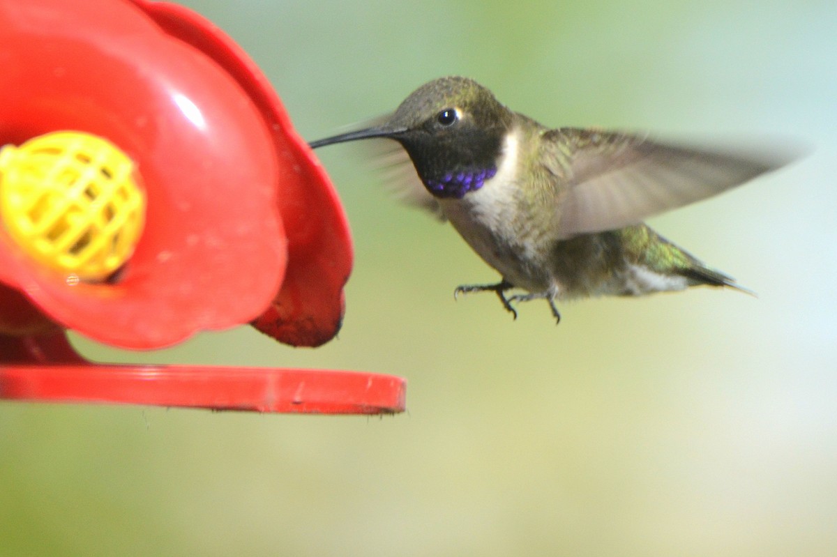 Black-chinned Hummingbird - ML451017031