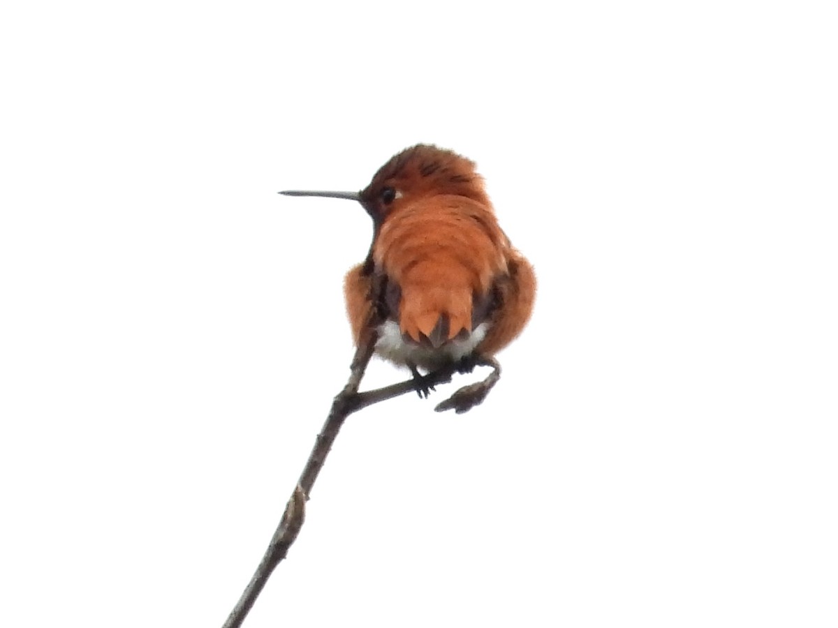 Rufous Hummingbird - ML451017641