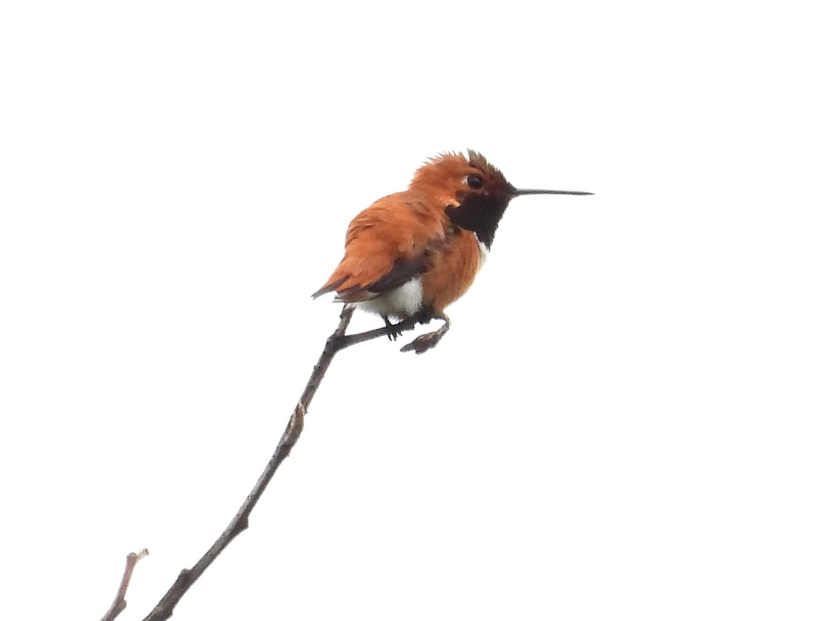 Rufous Hummingbird - ML451017651