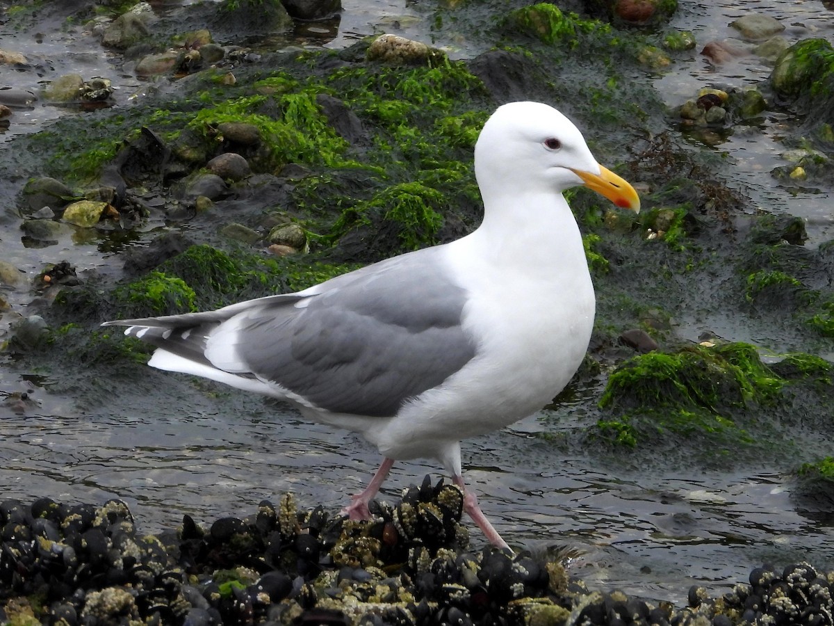 Glaucous-winged Gull - ML451017701