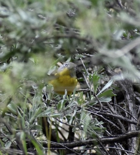 Nashville Warbler - Jason McKinney