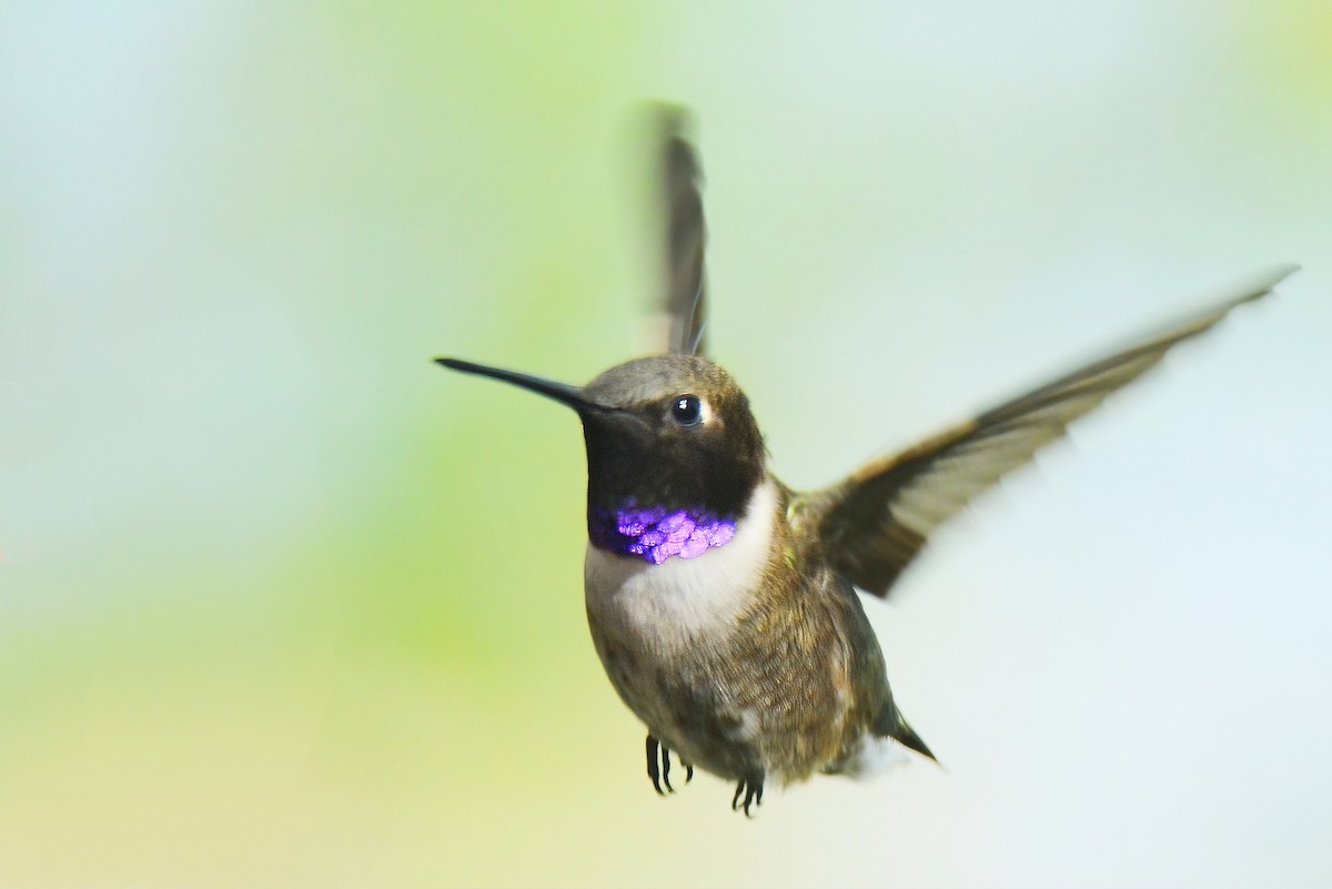 Colibrí Gorjinegro - ML451019901