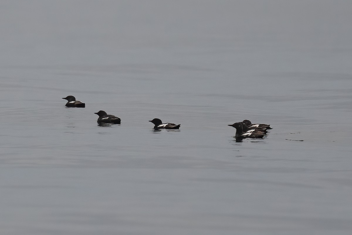 Black Guillemot - ML451022201