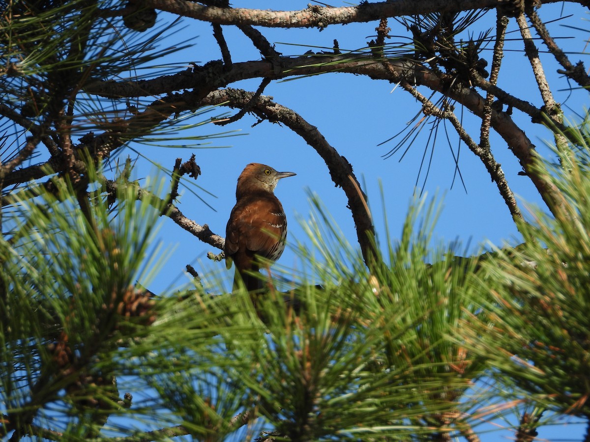 Brown Thrasher - ML451022341