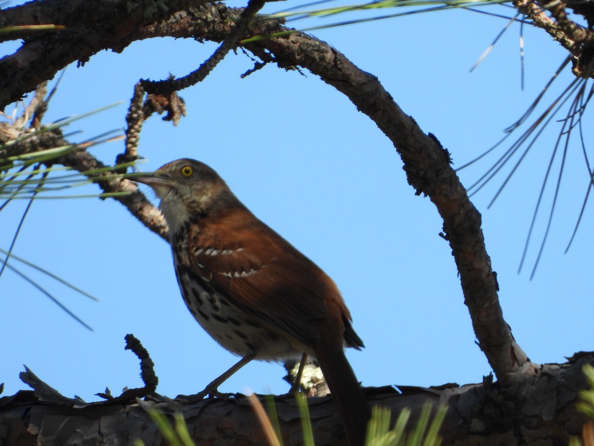 Brown Thrasher - ML451022361