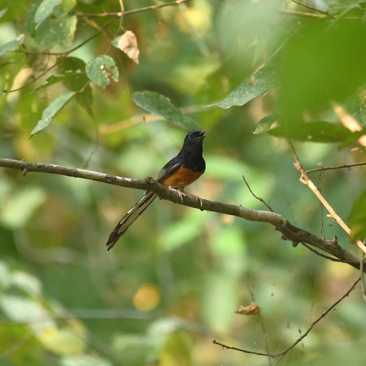 White-rumped Shama - ML451022551