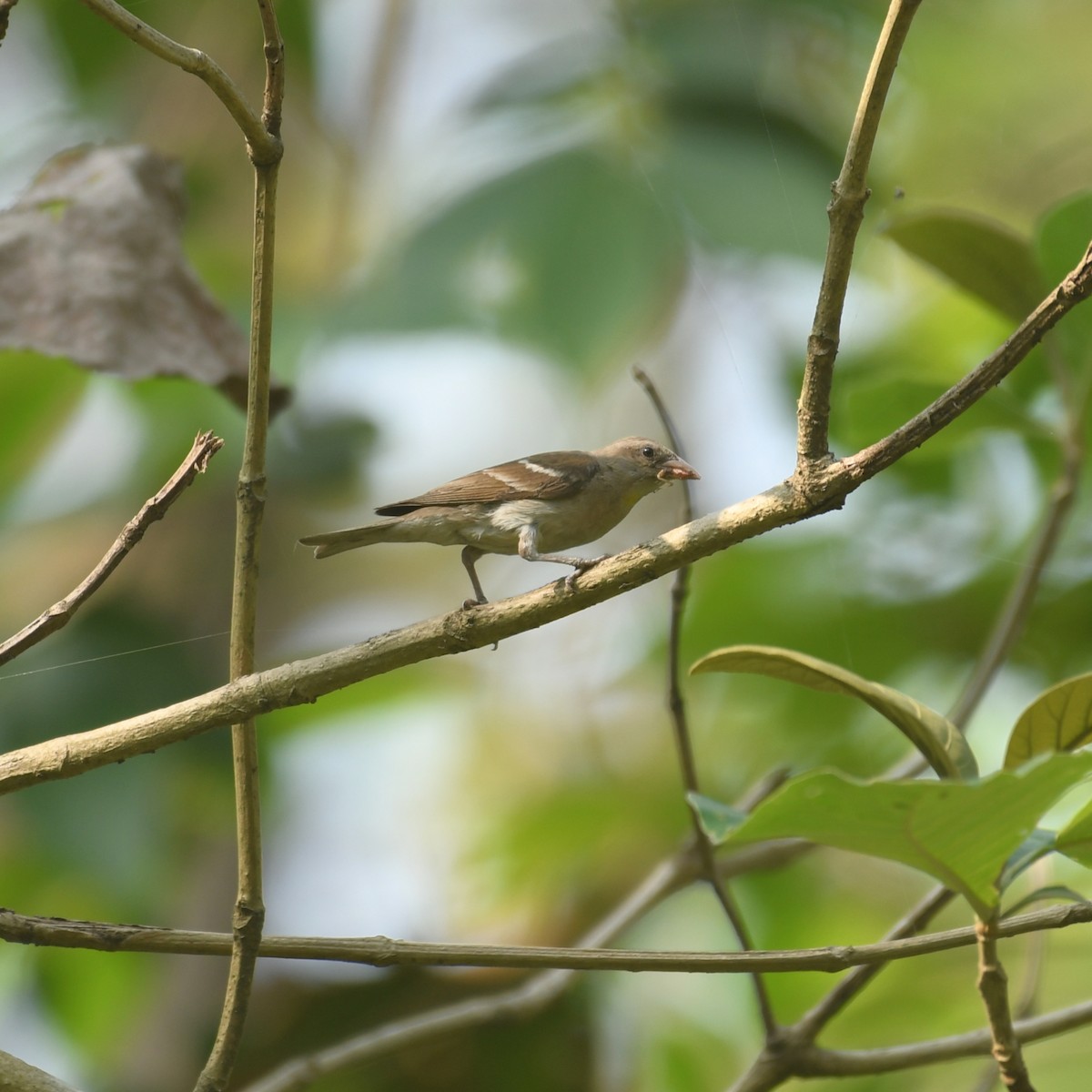 Yellow-throated Sparrow - ML451022711