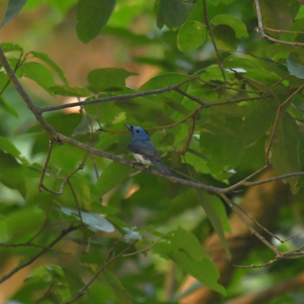 Black-naped Monarch - ML451022921