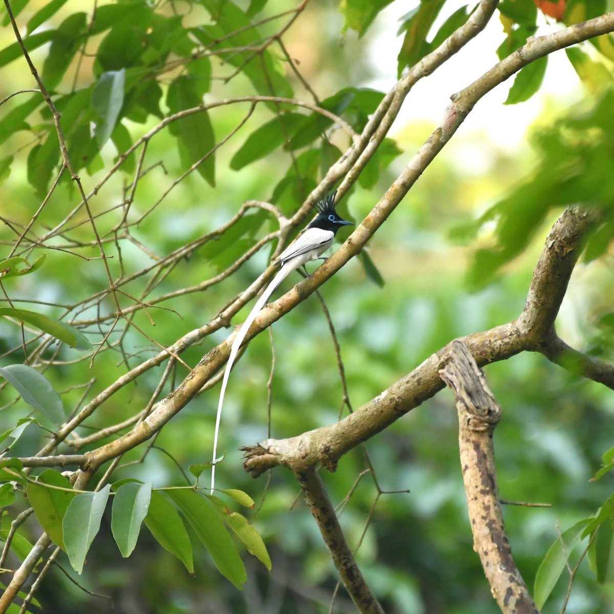 Indian Paradise-Flycatcher - Manas マナサ